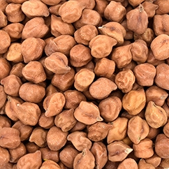 Desi Chickpea