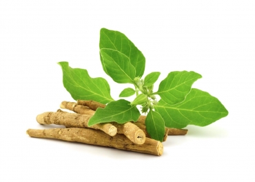 Ashwagandha Manufacturer in India