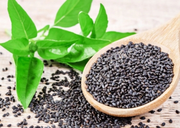 Basil Seeds Manufacturer | Basil Seeds Manufacturer in India