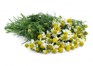 Chamomile Manufacturer in India