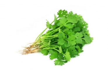 Coriander Leaves Manufacturer in India