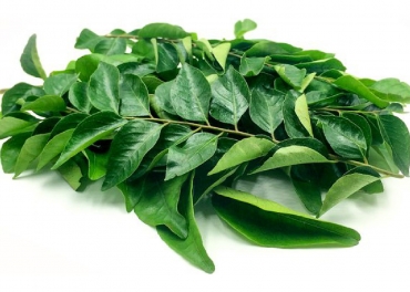 Curry Leaves Manufacturer in India