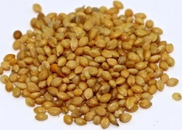 Foxtail Millet Manufacturer in India