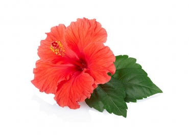 Hibiscus Manufacturer in India