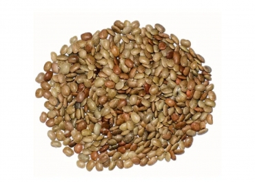 Kulthi/Horse Gram Manufacturer in India