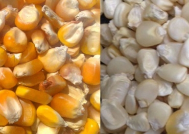 Maize (White/Yellow) Manufacturer in India