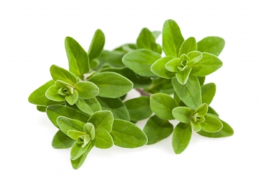 Marjoram Manufacturer in India