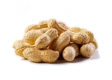 Switzerland Exporters of Indian Peanut