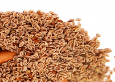 Psyllium Seed Manufacturer in India