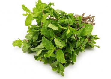 Pudina/Mint Leaves Manufacturer in India