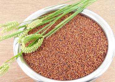 Raagi (Red Millet) Manufacturer | Raagi (Red Millet) Manufacturer in India