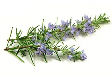 Rosemary Manufacturer in India