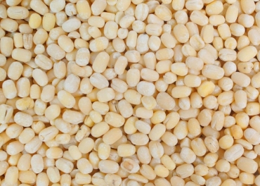 Urad White Dal Split Manufacturer in India