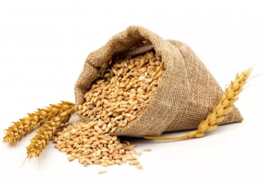 Wheat Manufacturer in India